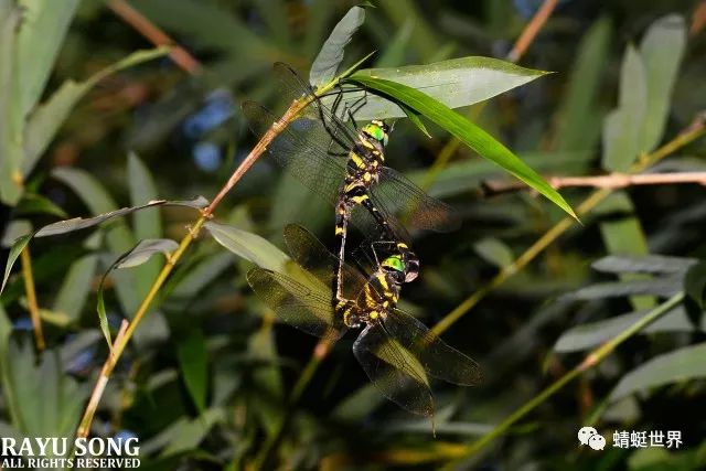 分类综述飞动的宝石广东省惠州市的大伪蜻