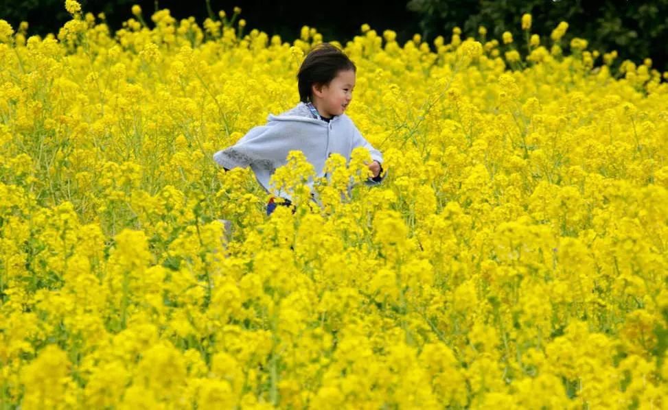 示意图(油菜花)