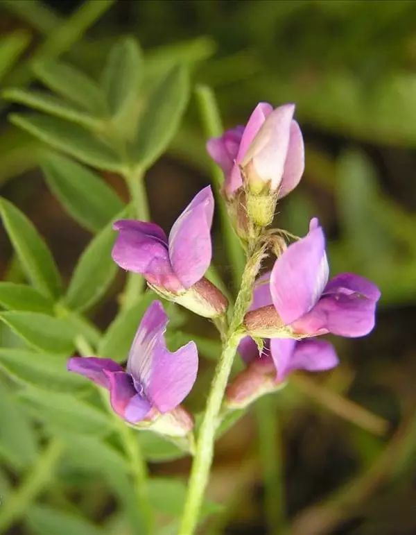 (豆科小花棘豆)