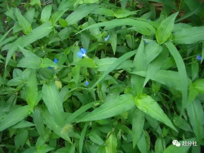 鸭跖草又称竹夹菜,竹壳菜,竹叶菜,为鸭跖草科植物鸭跖草哪全草.
