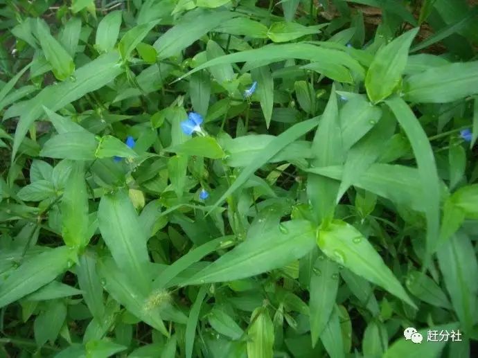 鸭跖草又称竹夹菜,竹壳菜,竹叶菜,为鸭跖草科植物鸭跖草的全草.