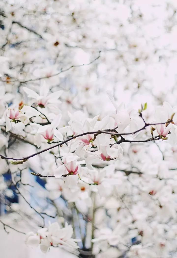 3月8日女人节 遇见玉兰树下美美的你 自由微信 Freewechat