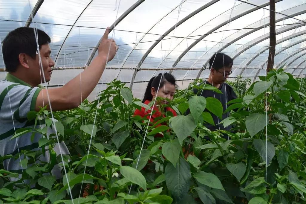 技术| 高产量大棚辣椒种植技术