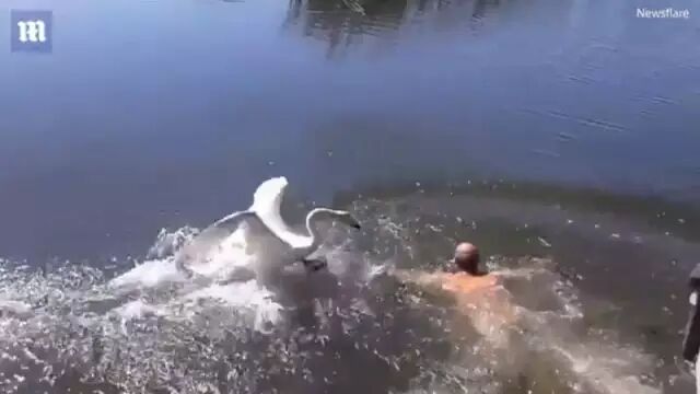 俄罗斯一男子与天鹅斗殴 结果惨不忍睹