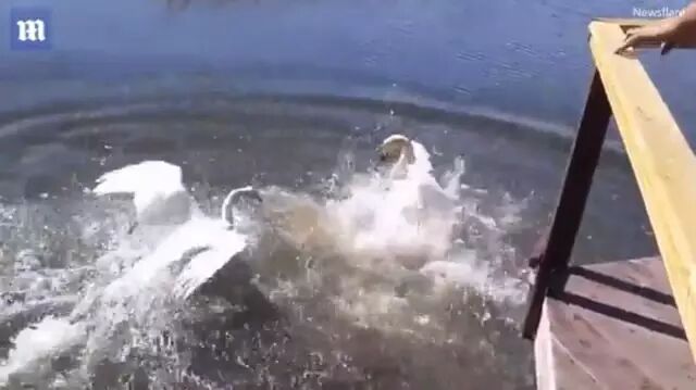 俄罗斯一男子与天鹅斗殴 结果惨不忍睹