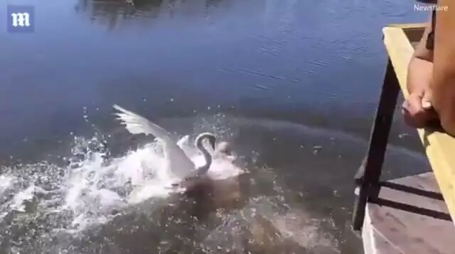 俄罗斯一男子与天鹅斗殴 结果惨不忍睹