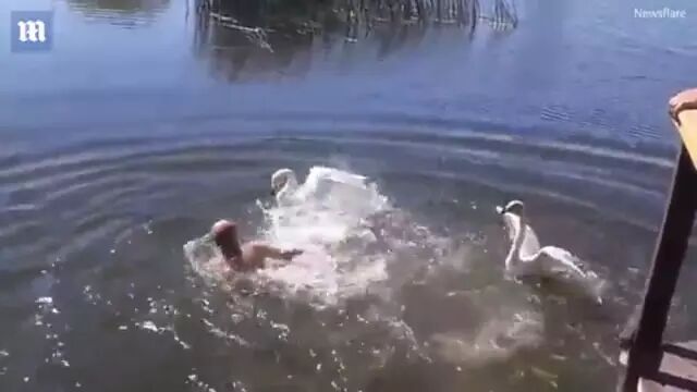 俄罗斯一男子与天鹅斗殴 结果惨不忍睹