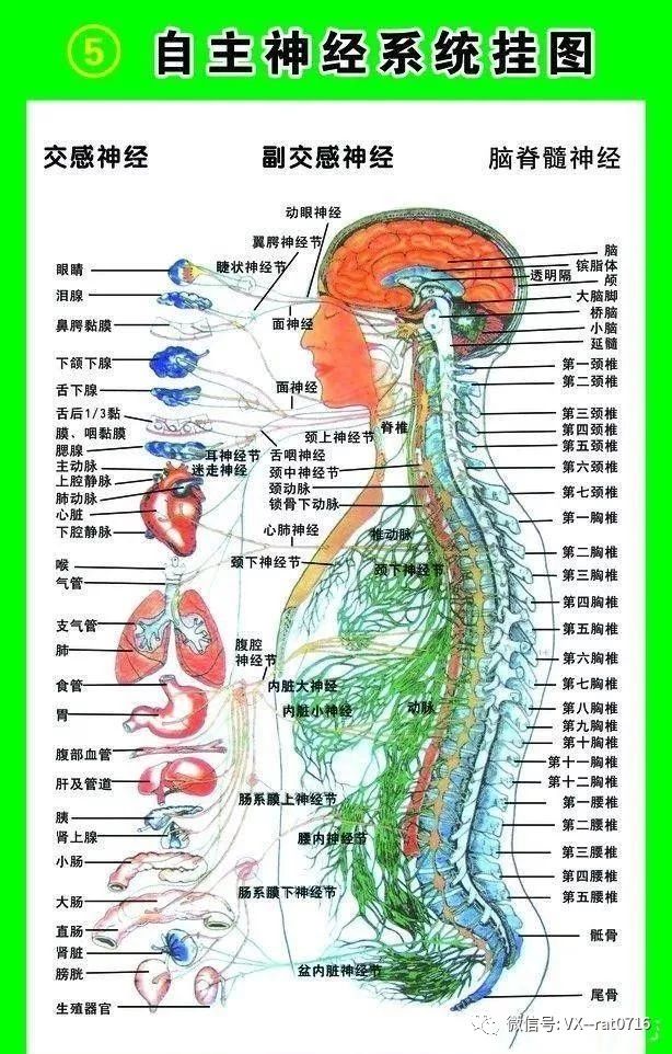 固元醒神方剂来告诉你:植物神经紊乱它的运作机制是怎么一回事!