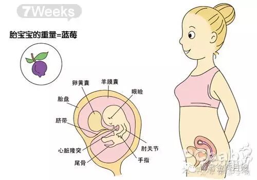 怀孕两个月胎儿发育过程图-怀孕期