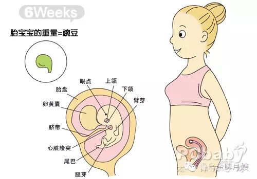 怀孕两个月胎儿发育过程图-怀孕期