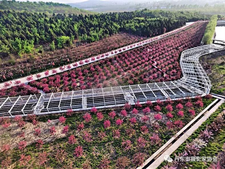 丹东馨艺度假山庄北美海棠园迎来盛花期