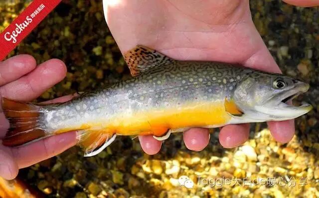 美国50多个state，每个state的代表美食你造吗？