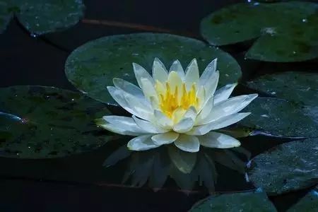 莲花