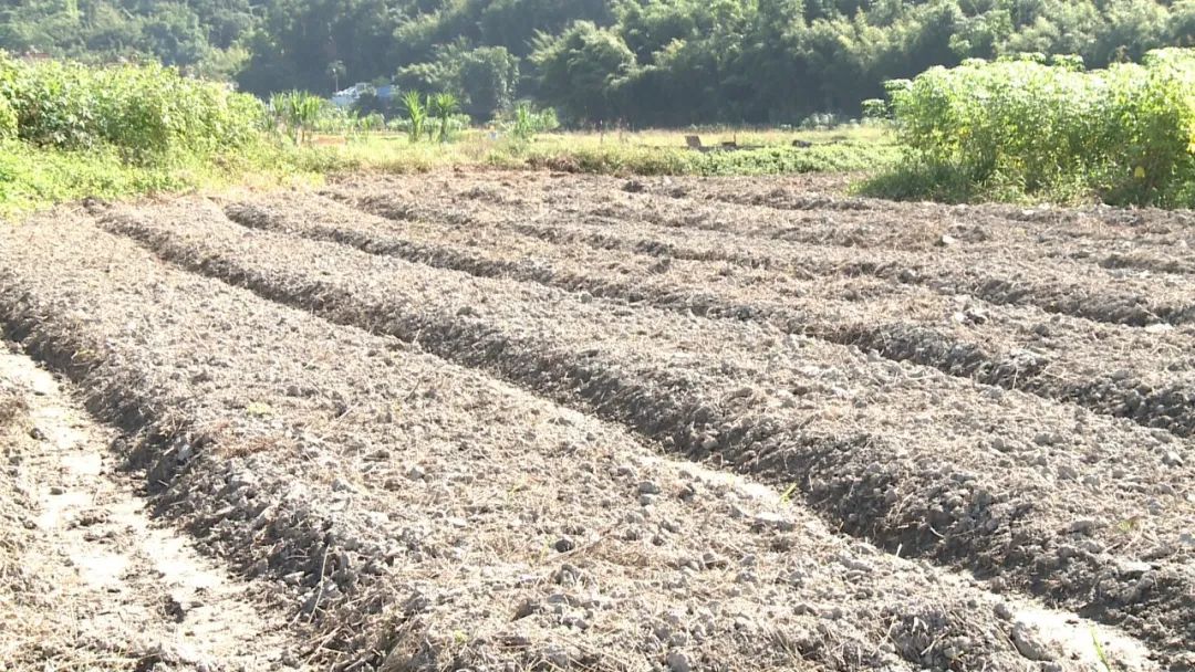 这里原本是无人耕种的荒地,我县统筹安排涉农资金300多万元,修建集