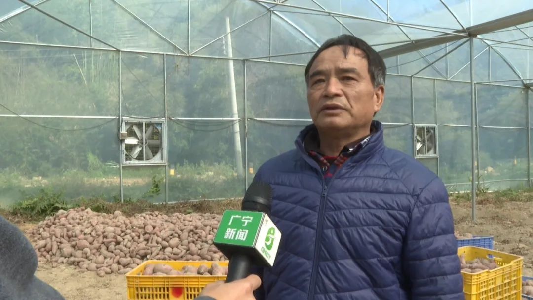 潭布番薯丰收季,啖啖香甜,赶!快!买-肇庆市广宁县人民政府网站