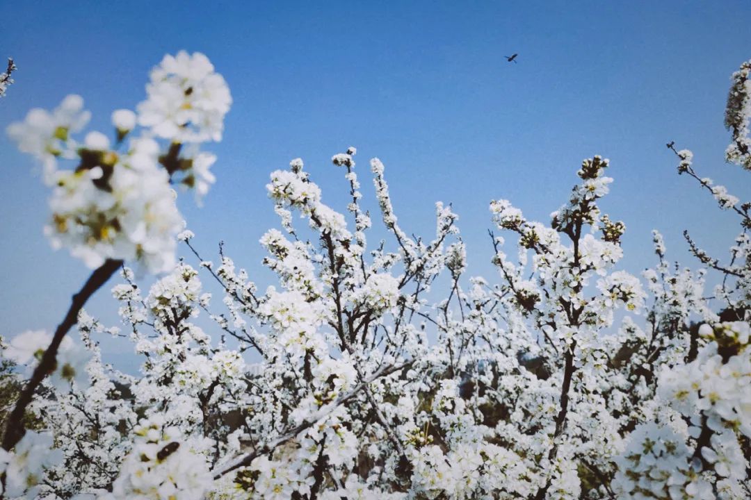 桃花争红色空深李花浅白开自好1科普知识蔷薇李属科落叶小乔木,它原产