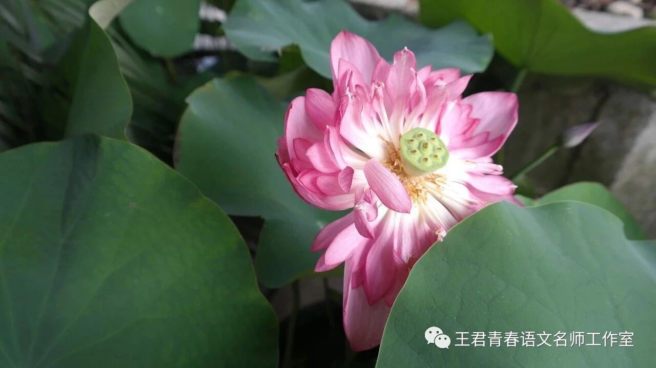 【青春语文•熊幸微写作研究之十】班刊——微写作成果展示最简便的形式