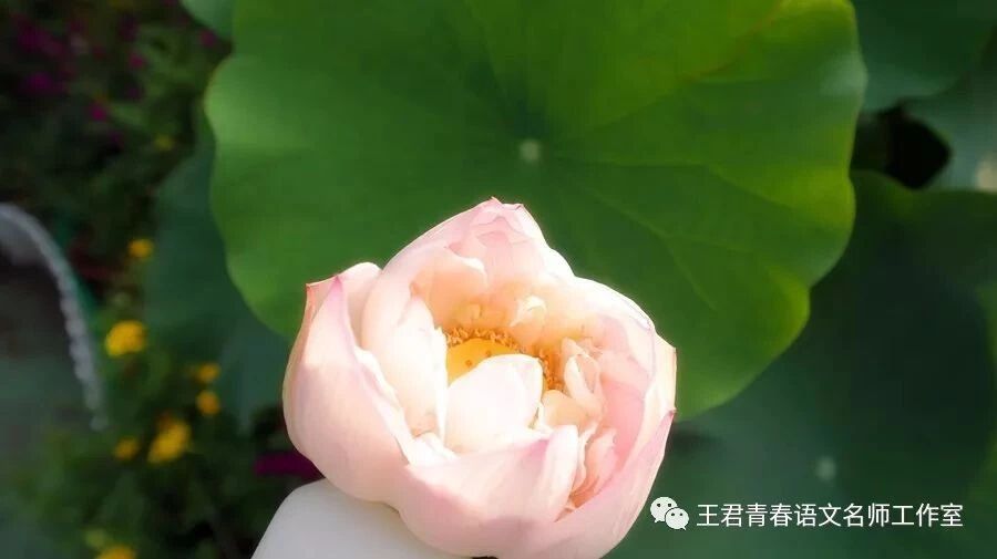 【青春语文•熊幸微写作研究之九】如何将微写作变身为大作文