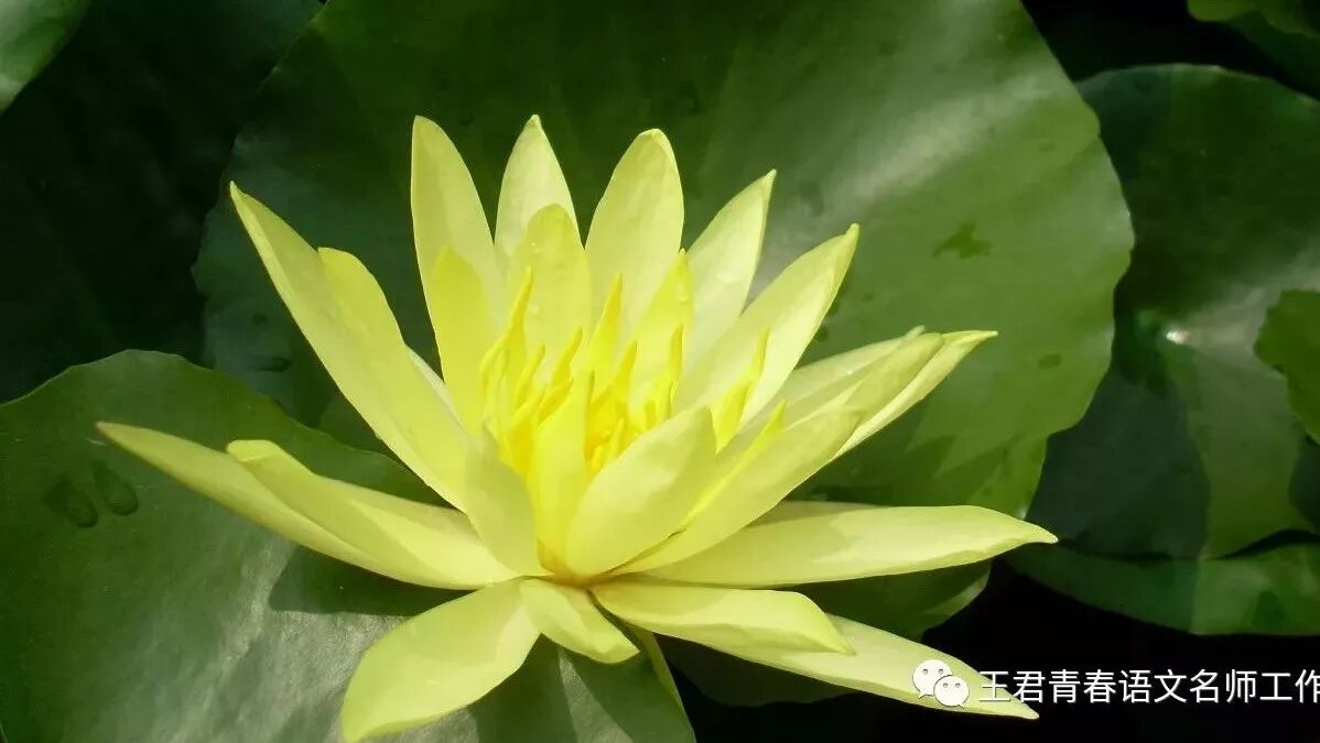 【青春语文·周忠玉文言文教学研究（一）】  朗读是法宝，随文学习效果好