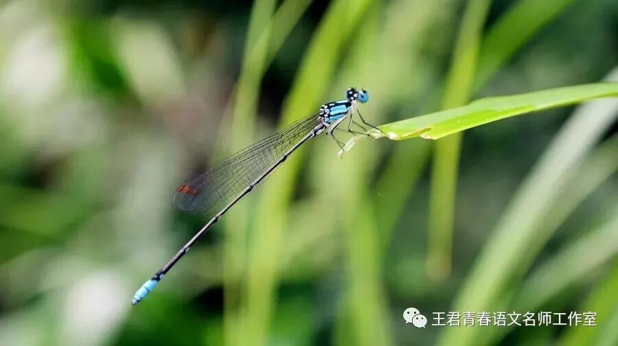 【青春语文•熊幸微写作研究之二】给微博上个紧箍咒