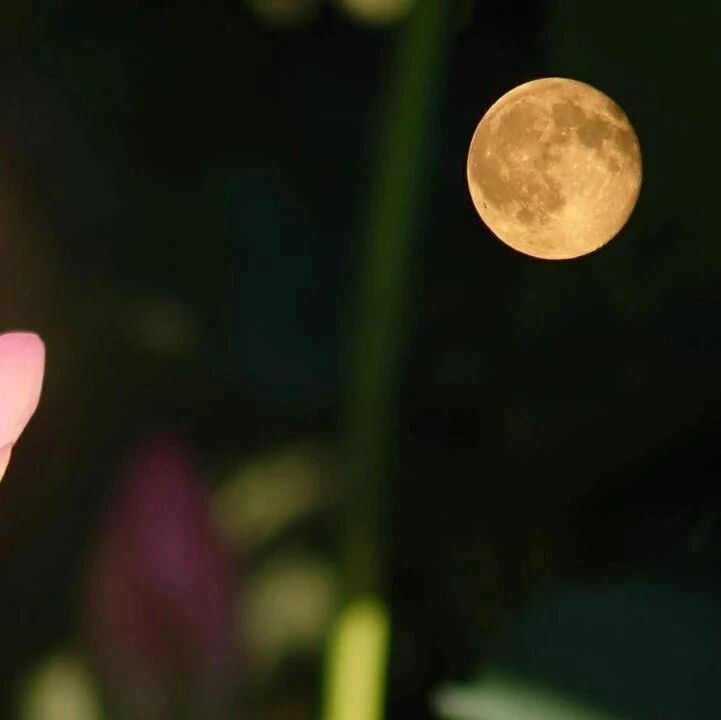 好课如种子 ——浅谈对黄厚江的《春江花月夜》一课的思考