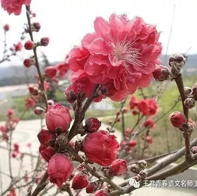 【青春语文·王君清澜山学校每日播报研究】游浩凯：期末叮嘱吾班浩凯