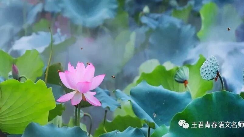 【青春语文·张敏写作研究（七）】好课胜美文