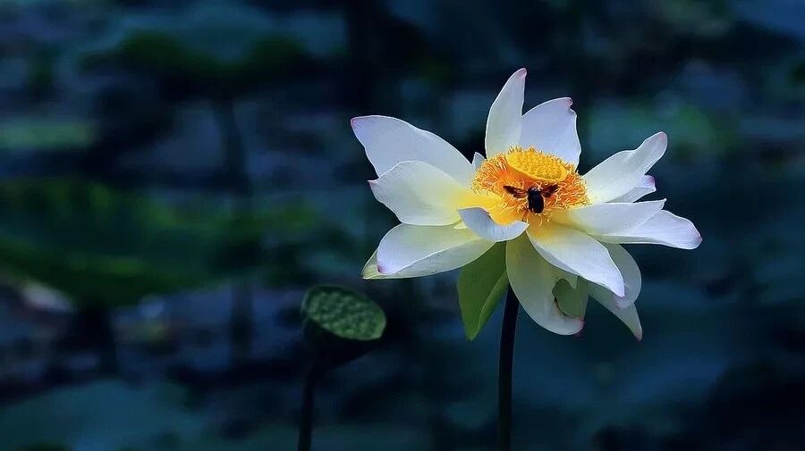 【青春语文·陈晓东一语立骨研究（十七）】好课当如莲