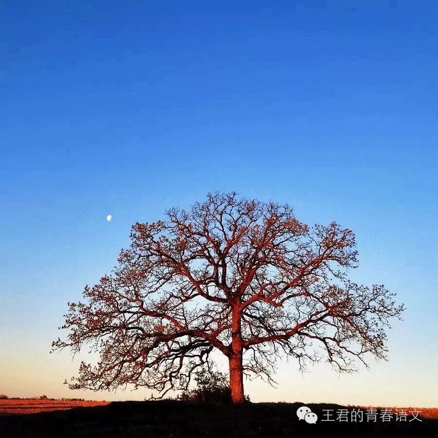 王君：写给儿子（25）：像妈妈一样每天睡到自然醒
