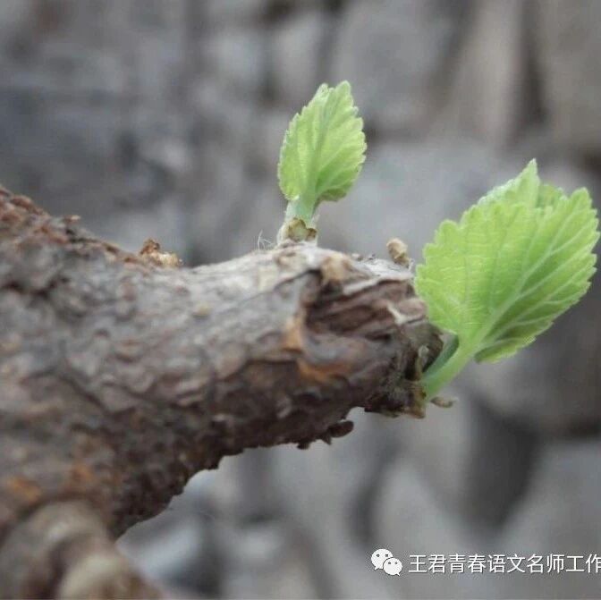 【青春课堂·俞春霞“春霞读君姐“（六）】生命必须要“站立”才有资格说“热爱”！ ——《窗》《热爱生命》整合解读