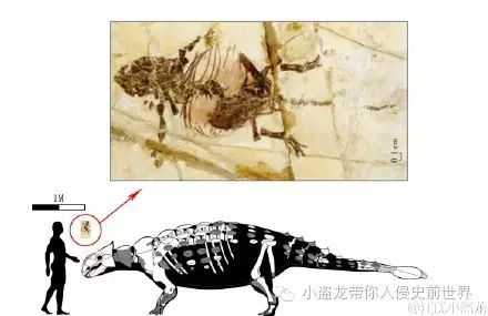 辽宁龙:能下水能吃鱼,你还是植食性恐龙吗?