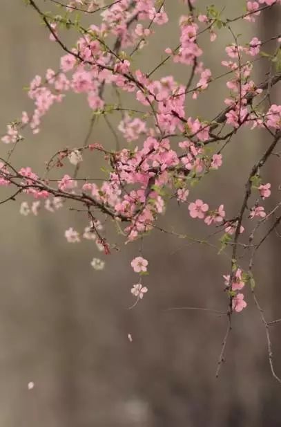 八首春天诗词,带你走进一年美好春光