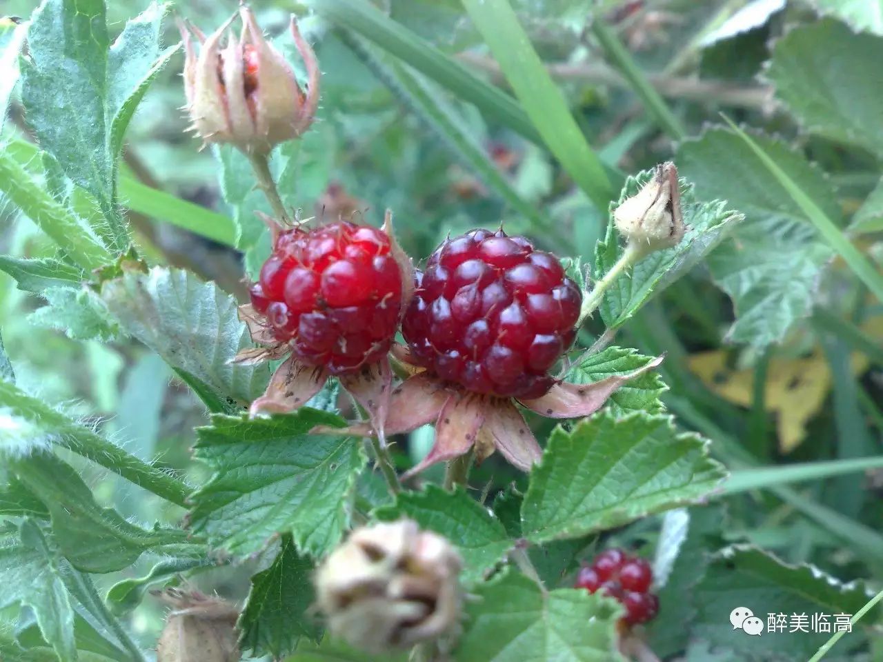 第137种 茅莓(常食用野果)