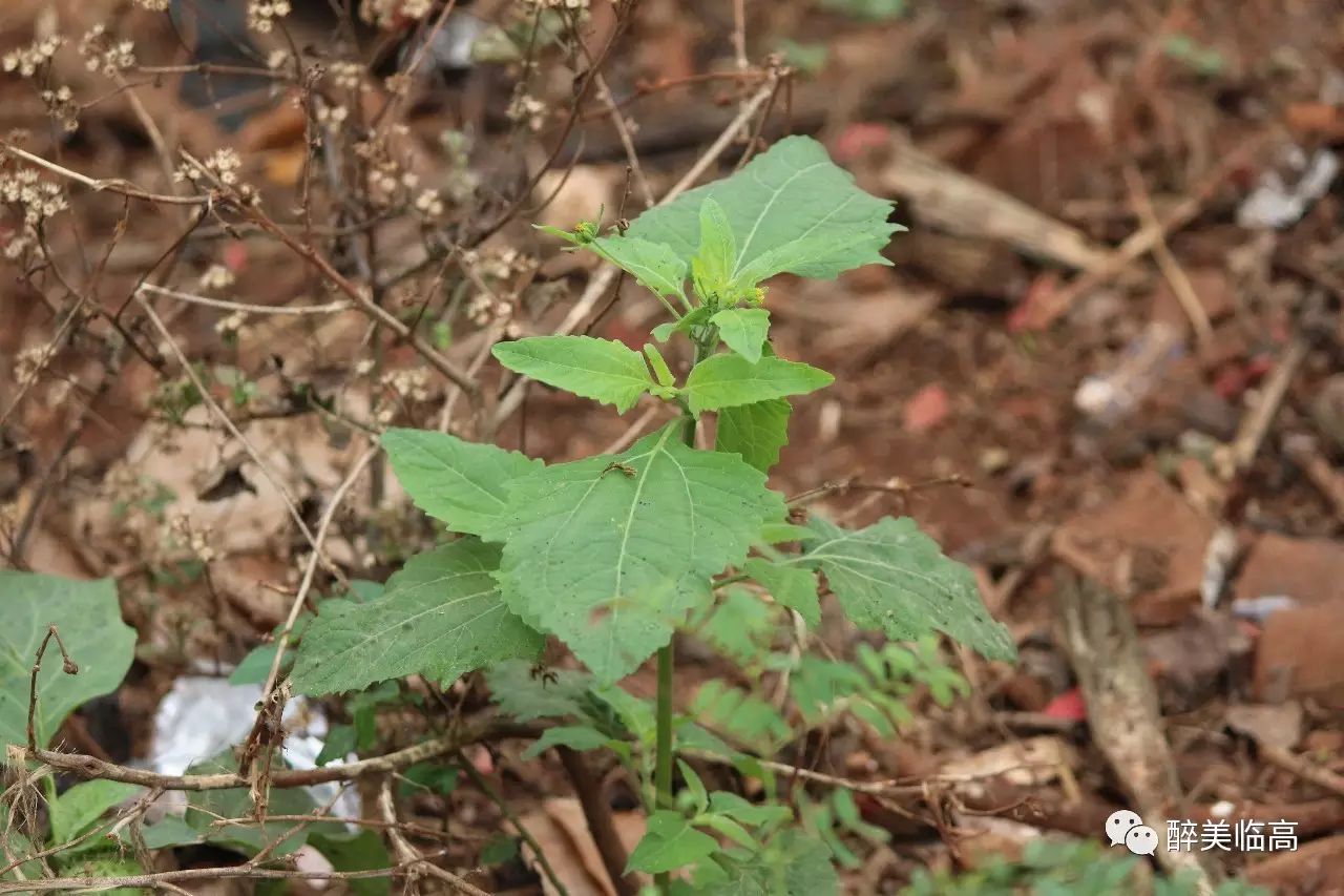 潮汕草药目镜草,本品为菊科豨莶属豨莶.本草生山坡,路边.