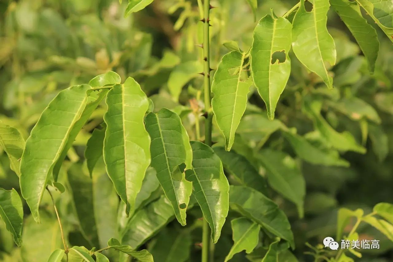 潮汕草药目镜草,本品为菊科豨莶属豨莶.本草生山坡,路边.