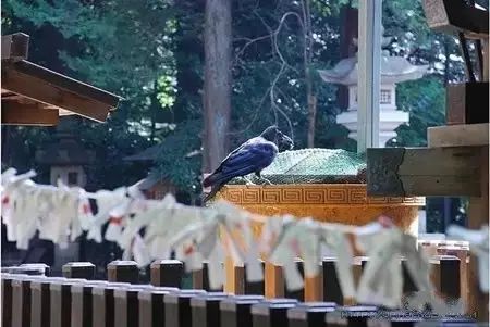 日本一道独特的风景线，乌鸦到处都是