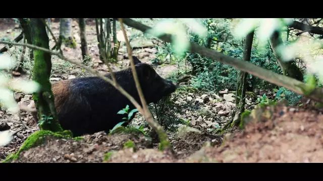 古羌传奇物品代码,古羌传奇70以后去哪里升级