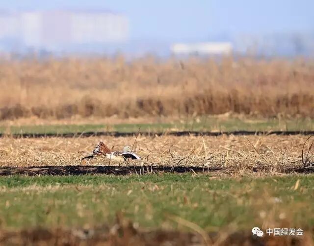 消息 Loading 关于我们 联系我们 信息发布 网站指南 English 新浪微信 扫一扫 用微信浏览 分享 发信息 找工作 登录 机构注册 个人注册 Ngo信息中心秉承草根立场 致力独立报道 促进资源分享 推动 全部 全部 新闻 名录 招聘 分类信息 境外ngo留守儿童扶贫