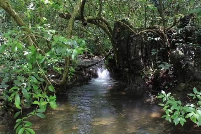 水上相思林