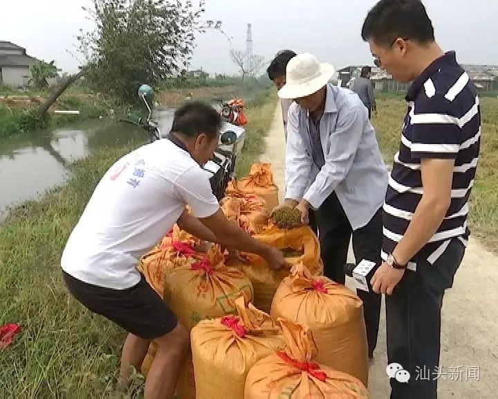 汕头晚稻因台风大减产农民伯伯一年的辛苦劳作就这样没了