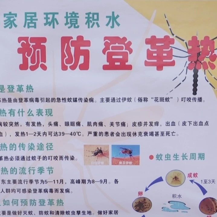 我市今起发布登革热防控健康提示