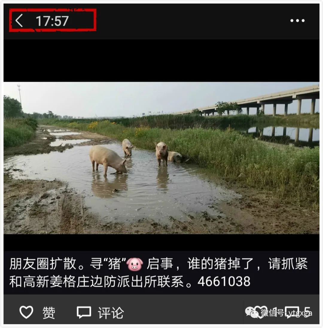 金山湾荣乌高速涵洞下发现4头猪烟台警方发寻猪启事