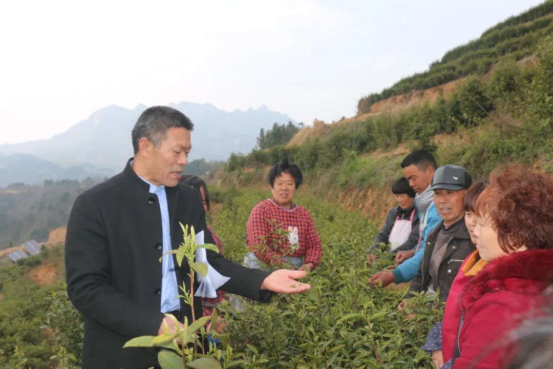 陈先志为村民铺就致富茶路