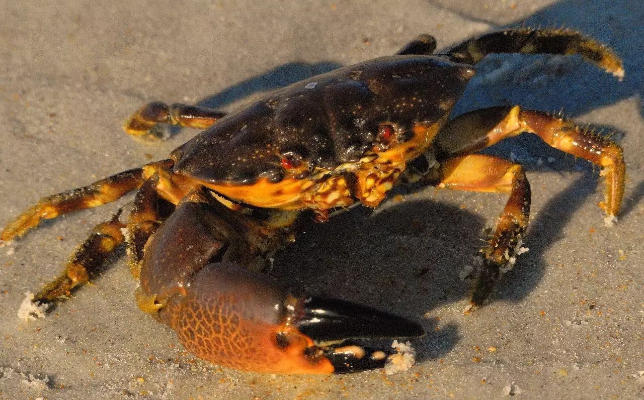 石蟹(stone crab) 石蟹看起来很大,但却是超市中肉最少同时也最便宜