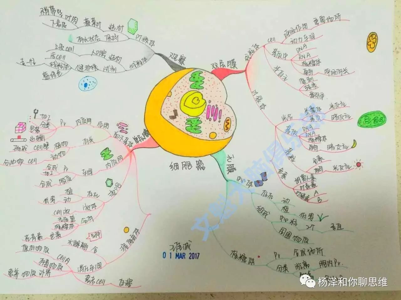 南宁驾校培训宣传组,导图如何运用在生物学习中?