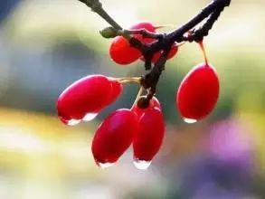 重阳节，茱萸也能助养生