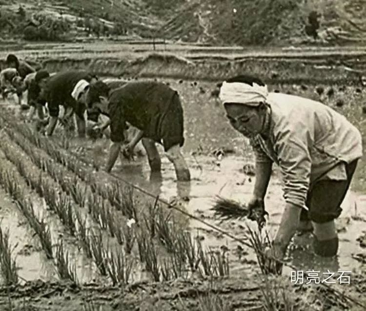 规范化种植一一拉绳插秧(70年代)