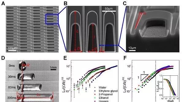 香港城市大学王钻开课题组Science Advances: 拓扑流体二极管