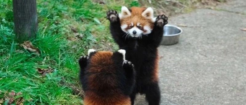 萌出血 | 小拳拳捶你！两只小熊猫赌上尊严的对决，太爆笑啦！