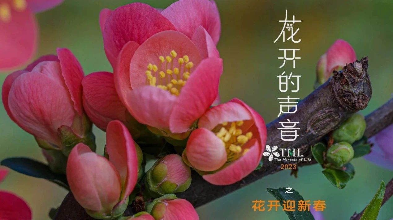 群花盛放，花开迎春！